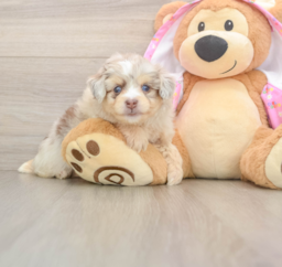 6 week old Mini Aussiedoodle Puppy For Sale - Pilesgrove Pups
