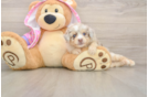 Best Mini Aussiedoodle Baby