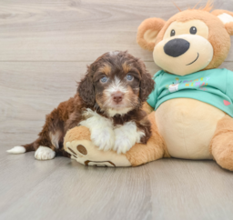 5 week old Mini Aussiedoodle Puppy For Sale - Pilesgrove Pups