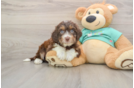 Mini Aussiedoodle Puppy for Adoption