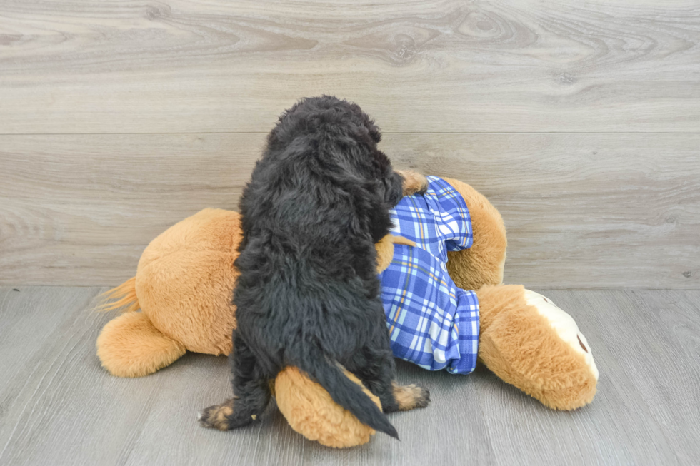 Funny Mini Aussiedoodle Poodle Mix Pup