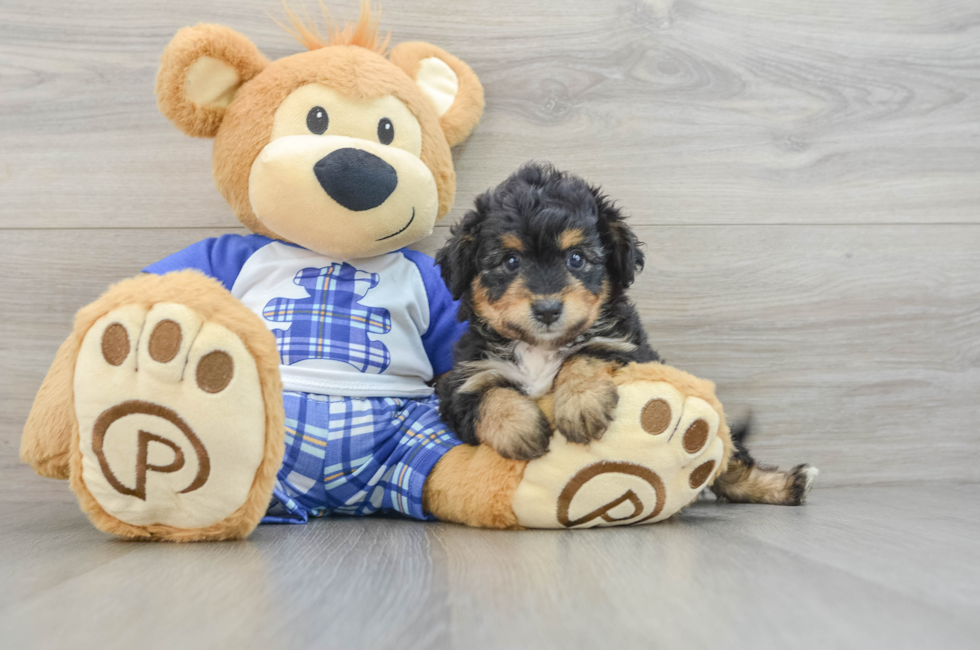 6 week old Mini Aussiedoodle Puppy For Sale - Pilesgrove Pups