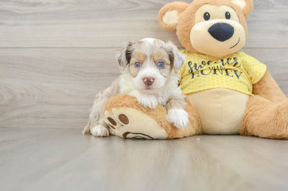5 week old Mini Aussiedoodle Puppy For Sale - Pilesgrove Pups