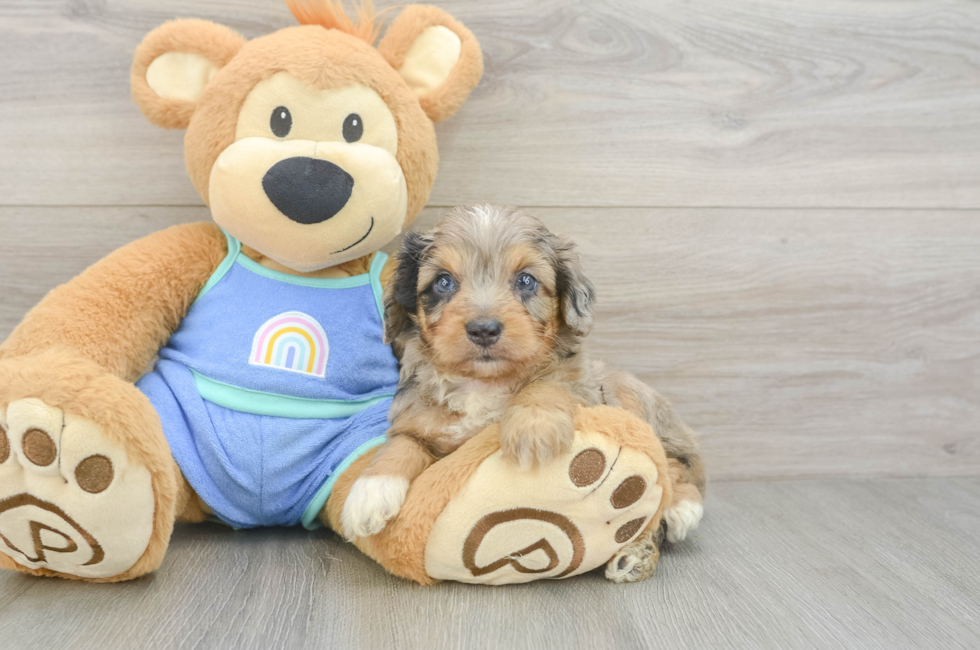 5 week old Mini Aussiedoodle Puppy For Sale - Pilesgrove Pups