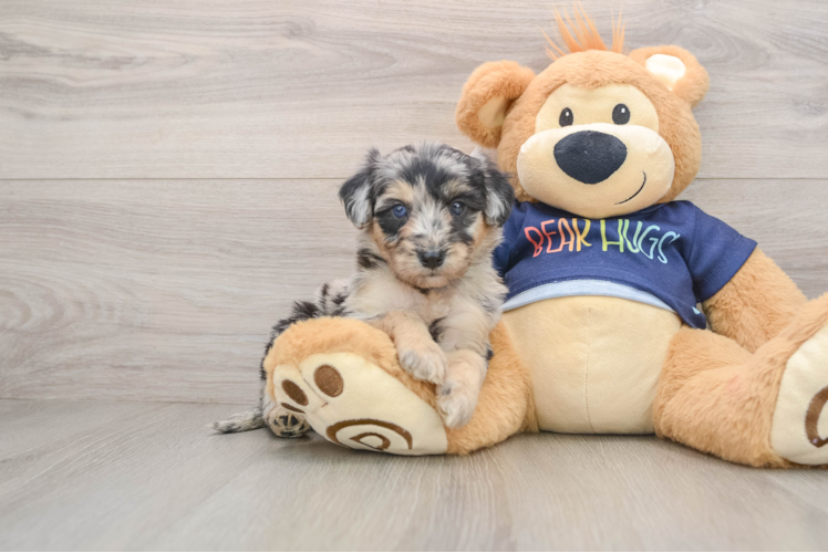 Energetic Aussie Poo Poodle Mix Puppy