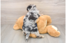 Little Mini Aussiepoo Poodle Mix Puppy