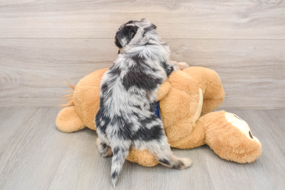 Little Mini Aussiepoo Poodle Mix Puppy