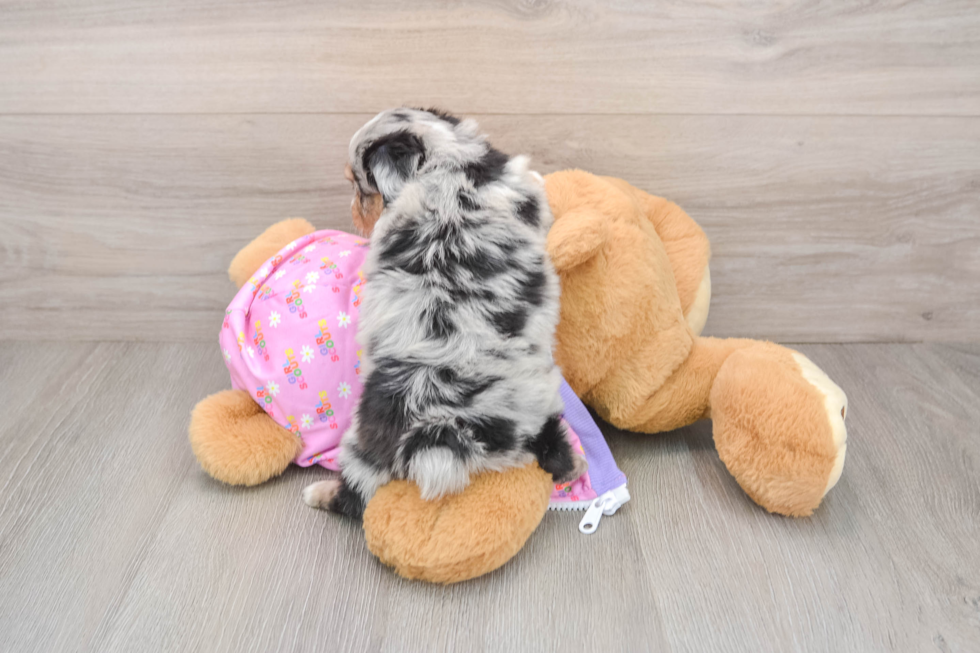 Mini Aussiedoodle Puppy for Adoption