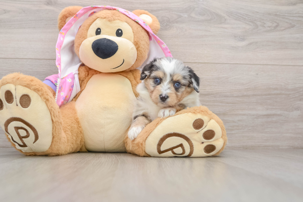 Best Mini Aussiedoodle Baby