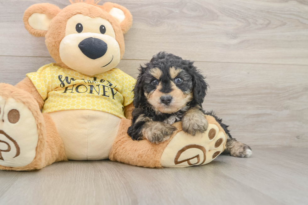 Mini Aussiedoodle Puppy for Adoption