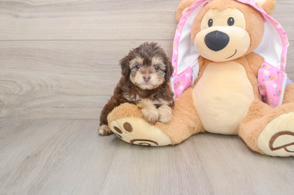 Best Mini Aussiedoodle Baby