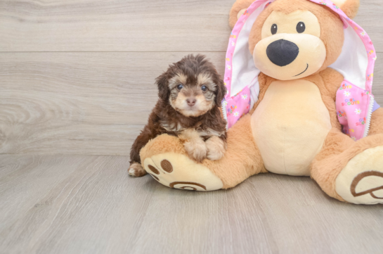 Best Mini Aussiedoodle Baby