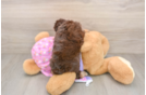 Mini Aussiedoodle Puppy for Adoption