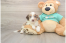 Friendly Mini Aussiedoodle Baby