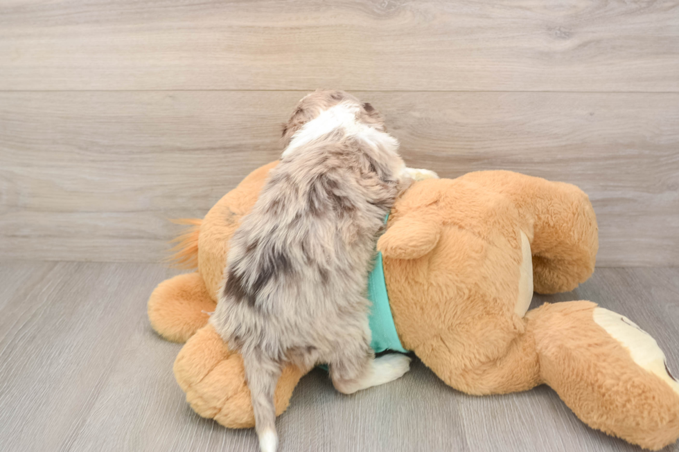 Mini Aussiedoodle Pup Being Cute