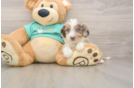 Mini Aussiedoodle Puppy for Adoption
