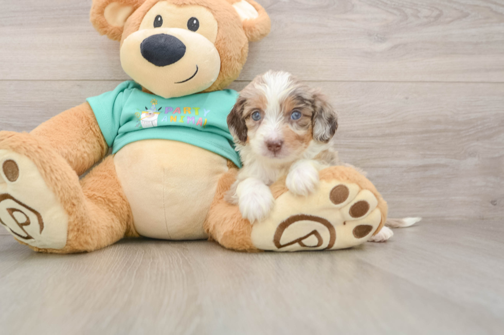 Mini Aussiedoodle Puppy for Adoption