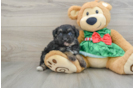 Fluffy Mini Aussiedoodle Poodle Mix Pup