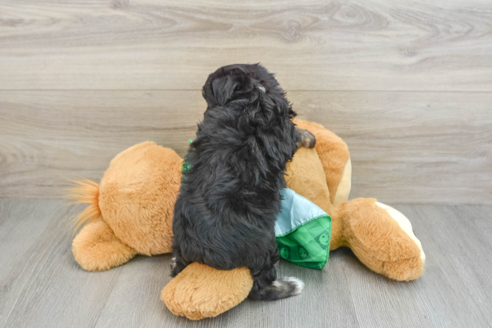 Mini Aussiedoodle Puppy for Adoption