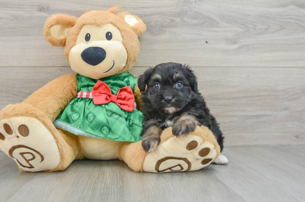 6 week old Mini Aussiedoodle Puppy For Sale - Pilesgrove Pups