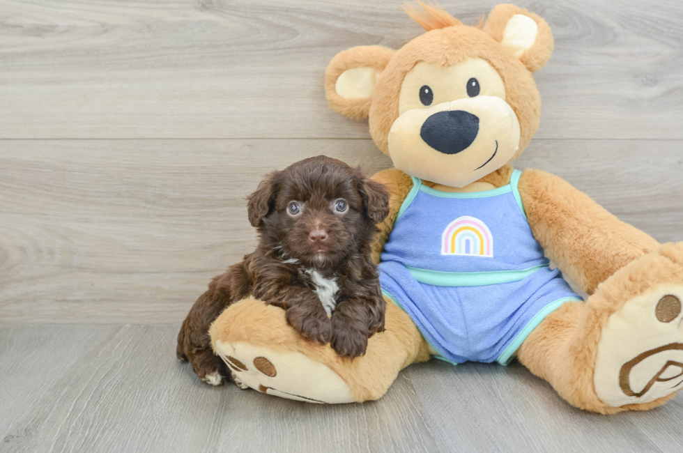 5 week old Mini Aussiedoodle Puppy For Sale - Pilesgrove Pups