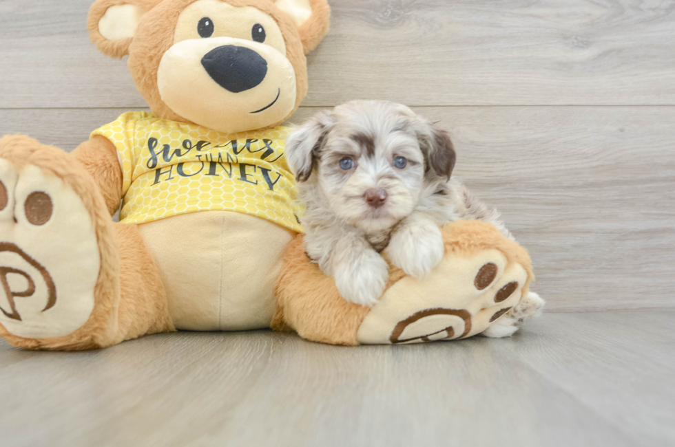 5 week old Mini Aussiedoodle Puppy For Sale - Pilesgrove Pups