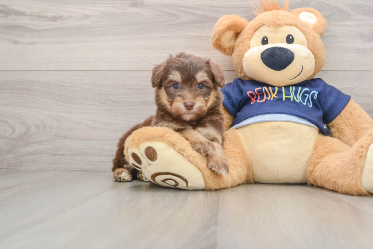 Mini Aussiedoodle Pup Being Cute