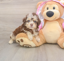 8 week old Mini Aussiedoodle Puppy For Sale - Pilesgrove Pups