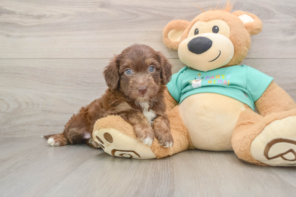 Little Aussiepoo Poodle Mix Puppy