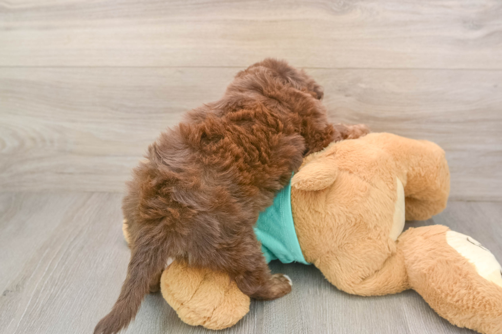 Petite Mini Aussiedoodle Poodle Mix Pup