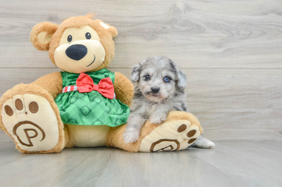 6 week old Mini Aussiedoodle Puppy For Sale - Pilesgrove Pups