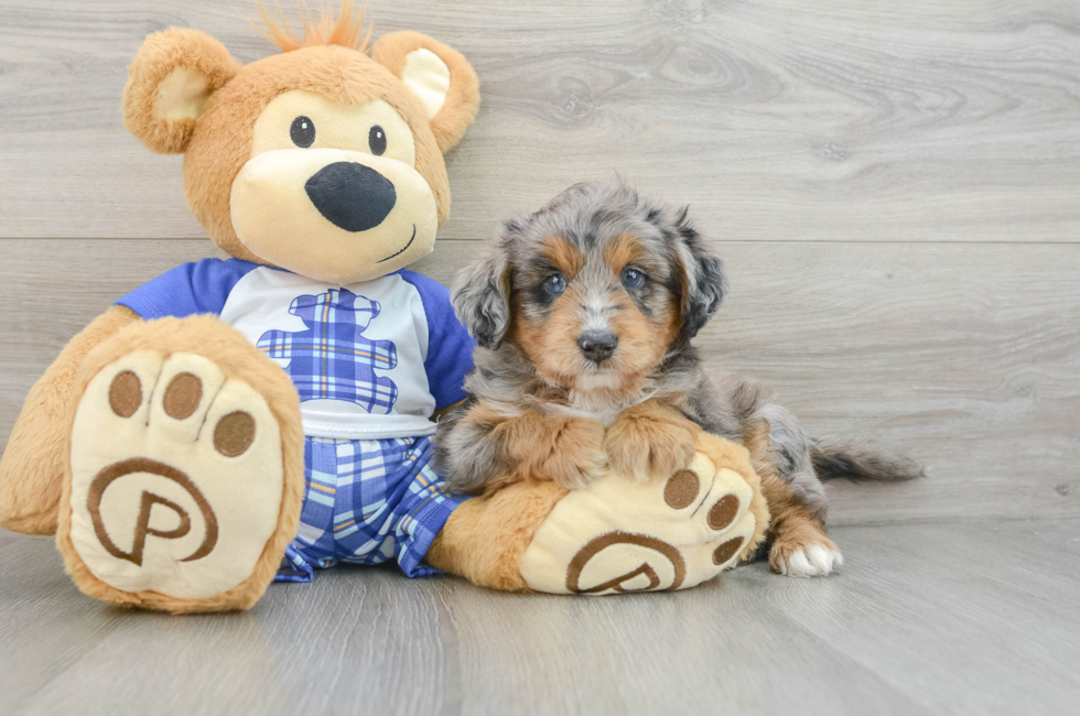 6 week old Mini Aussiedoodle Puppy For Sale - Pilesgrove Pups