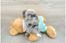 Mini Aussiedoodle Puppy for Adoption