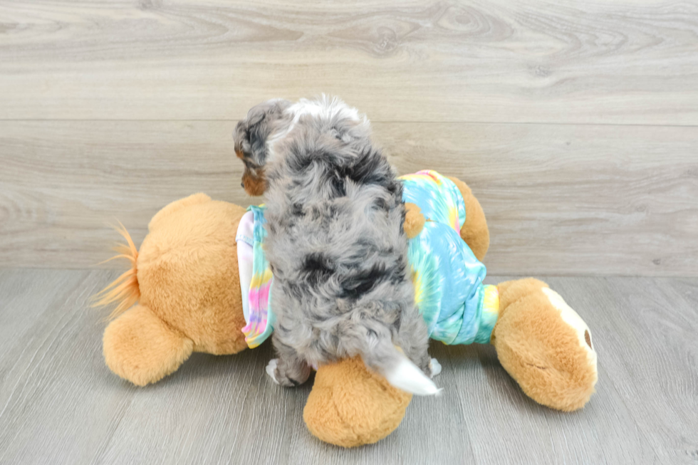 Mini Aussiedoodle Puppy for Adoption