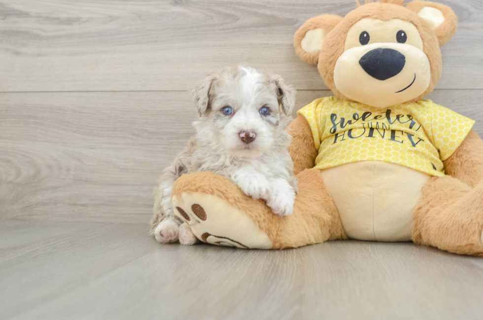 5 week old Mini Aussiedoodle Puppy For Sale - Pilesgrove Pups