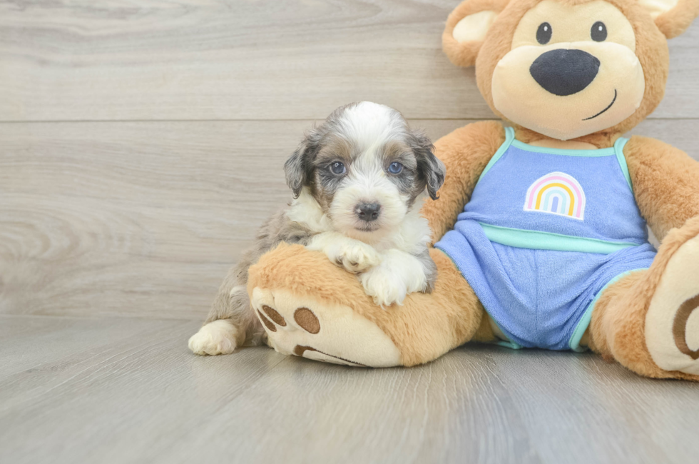 5 week old Mini Aussiedoodle Puppy For Sale - Pilesgrove Pups