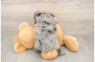Mini Aussiedoodle Puppy for Adoption