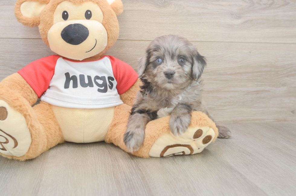 5 week old Mini Aussiedoodle Puppy For Sale - Pilesgrove Pups