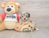 5 week old Mini Aussiedoodle Puppy For Sale - Pilesgrove Pups