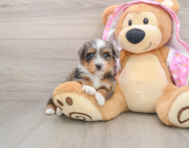 7 week old Mini Aussiedoodle Puppy For Sale - Pilesgrove Pups