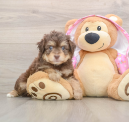 6 week old Mini Aussiedoodle Puppy For Sale - Pilesgrove Pups
