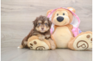 Best Mini Aussiedoodle Baby