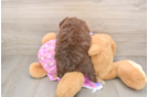Mini Aussiedoodle Puppy for Adoption