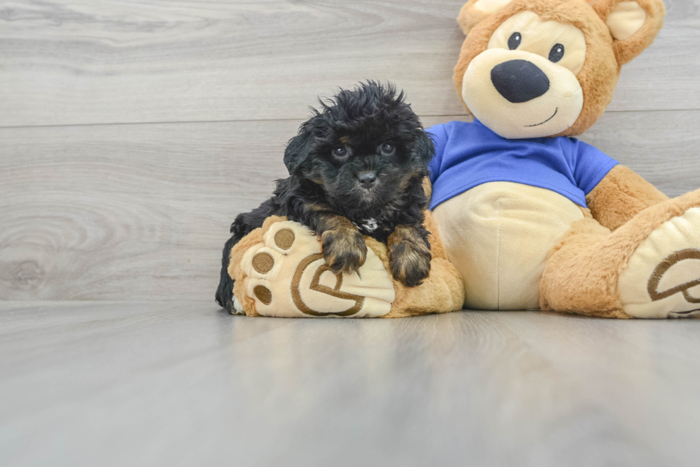 Energetic Aussiepoo Poodle Mix Puppy