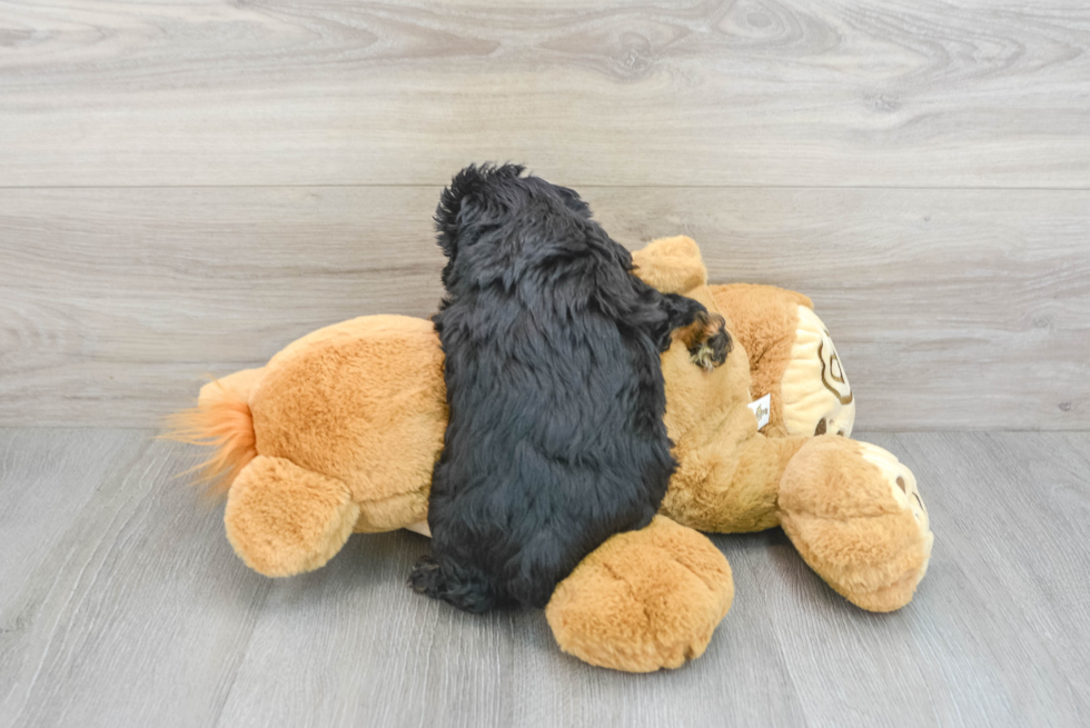 Mini Aussiedoodle Puppy for Adoption
