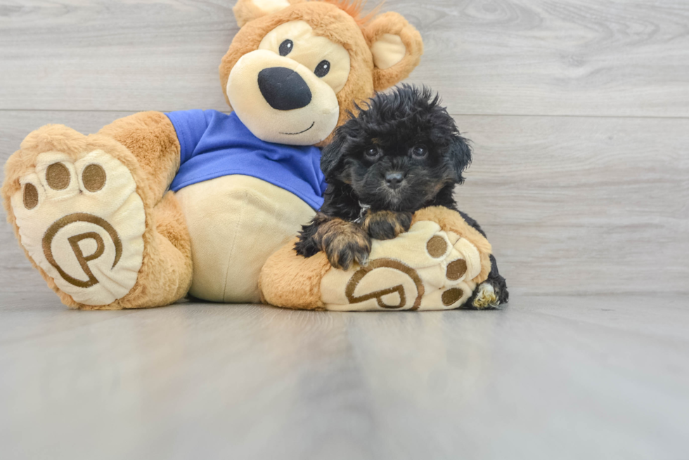 Funny Mini Aussiedoodle Poodle Mix Pup