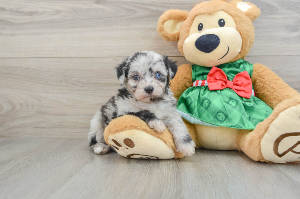 6 week old Mini Aussiedoodle Puppy For Sale - Pilesgrove Pups