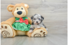 Happy Mini Aussiedoodle Baby