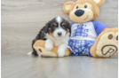 Fluffy Mini Aussiedoodle Poodle Mix Pup