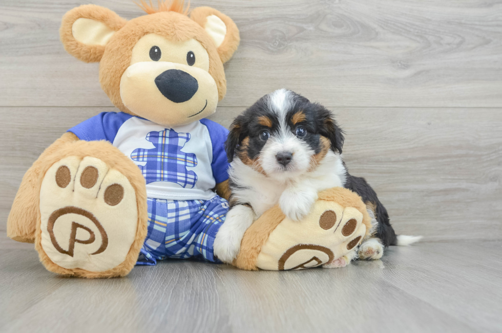 6 week old Mini Aussiedoodle Puppy For Sale - Pilesgrove Pups